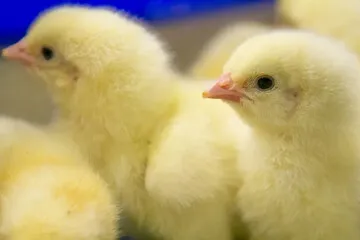 Modernizing Agriculture at Scale with Powerful Collaborative Applications